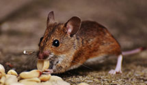 24 Hour & Emergency Exterminators in Macclesfield, NC